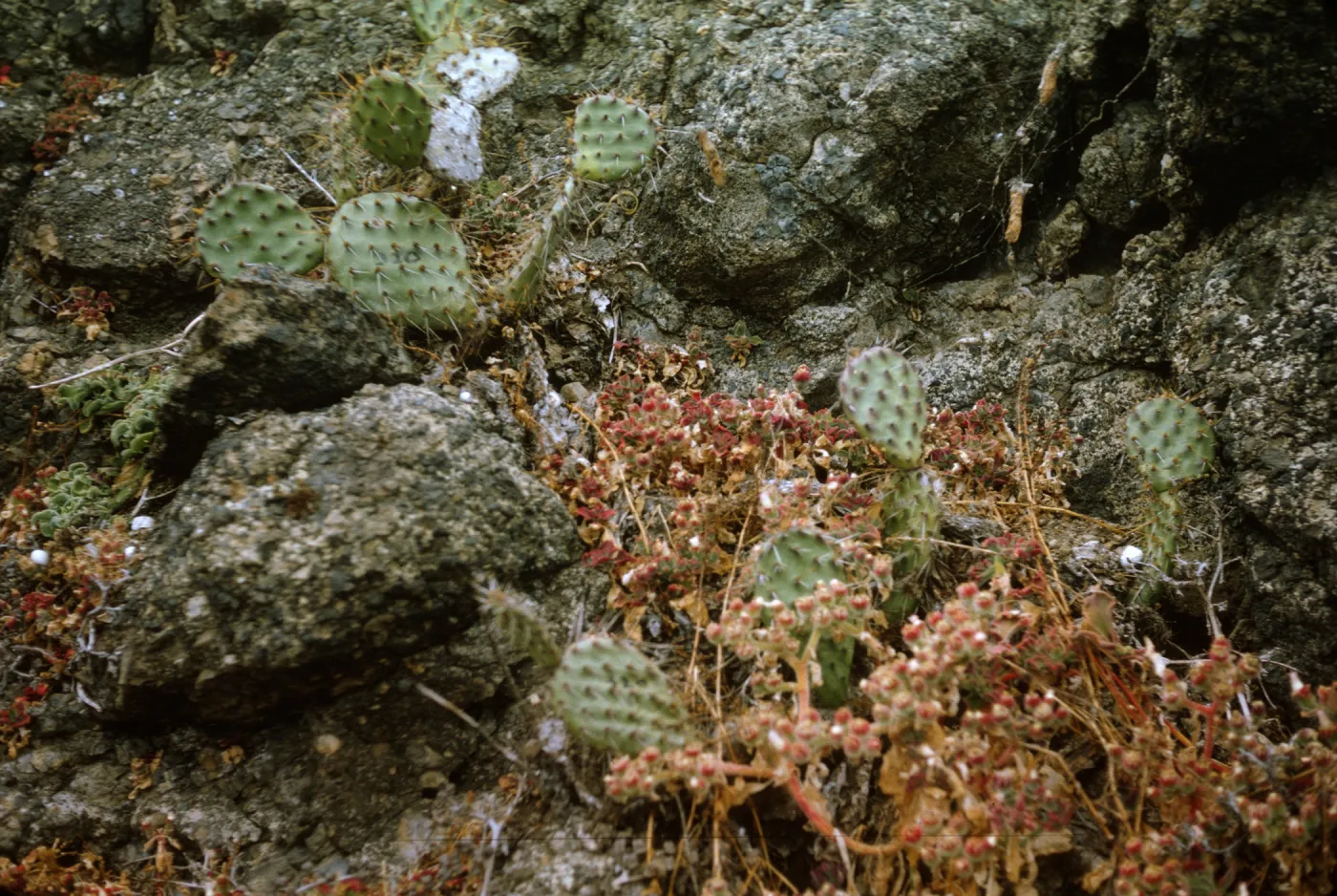 Santa Barbara Island