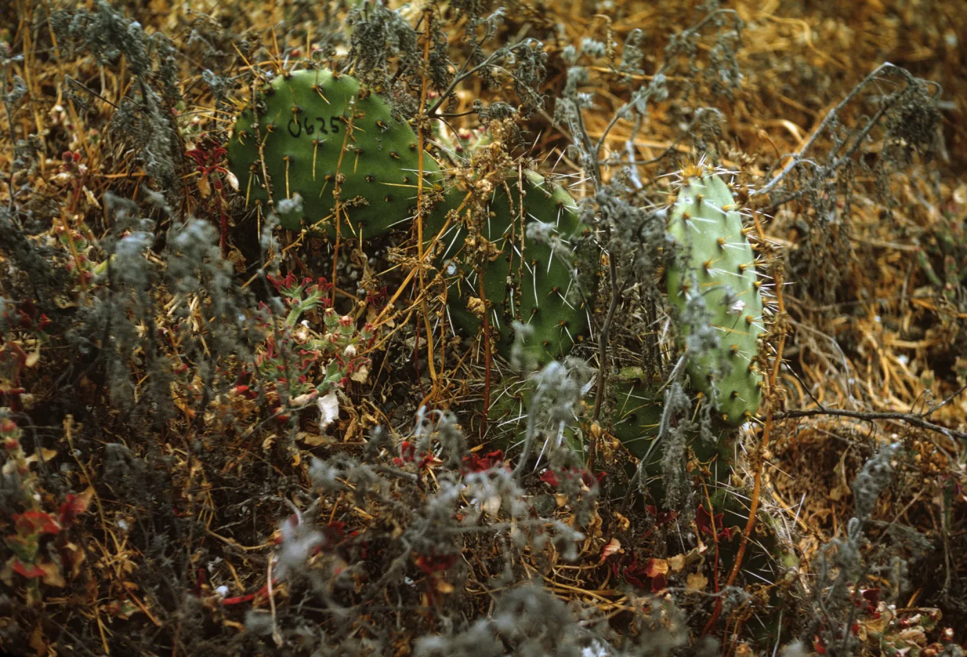 Santa Barbara Island, Opuntia