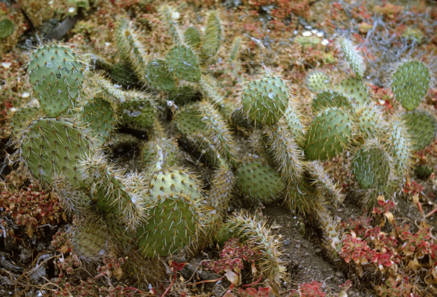 Opuntia oricola on Santa Barbara Island, May 1967