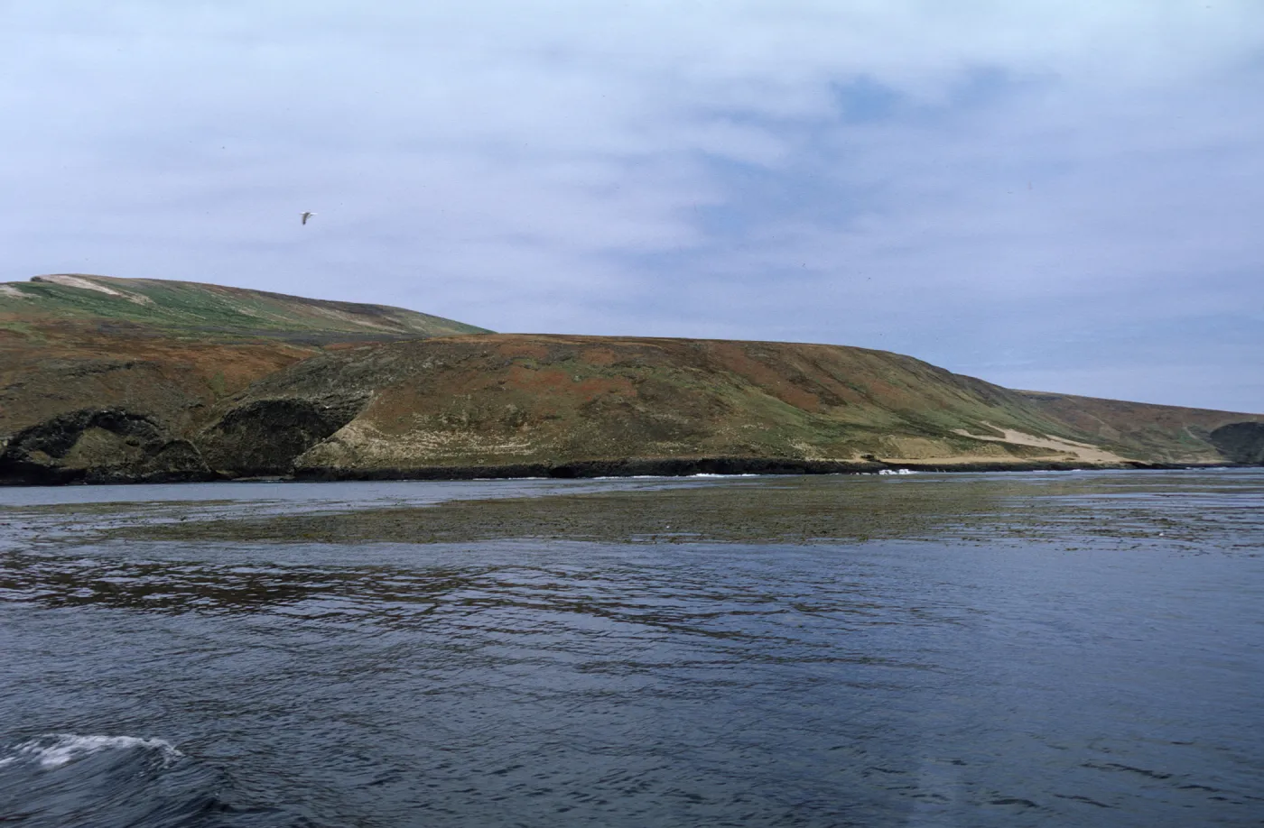 Santa Barbara Island, May 1967