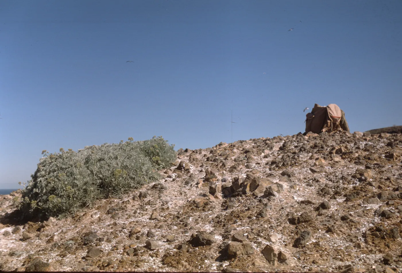summit of Sutil Island, Eriophyllum nevinii