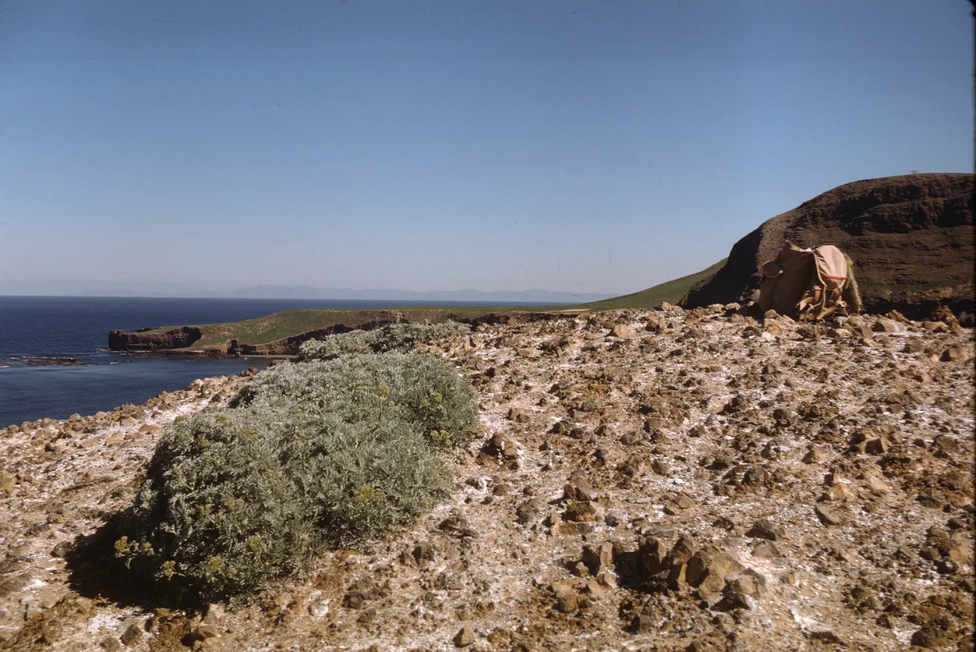 Sutil Island, west slope of Santa Barbara Island