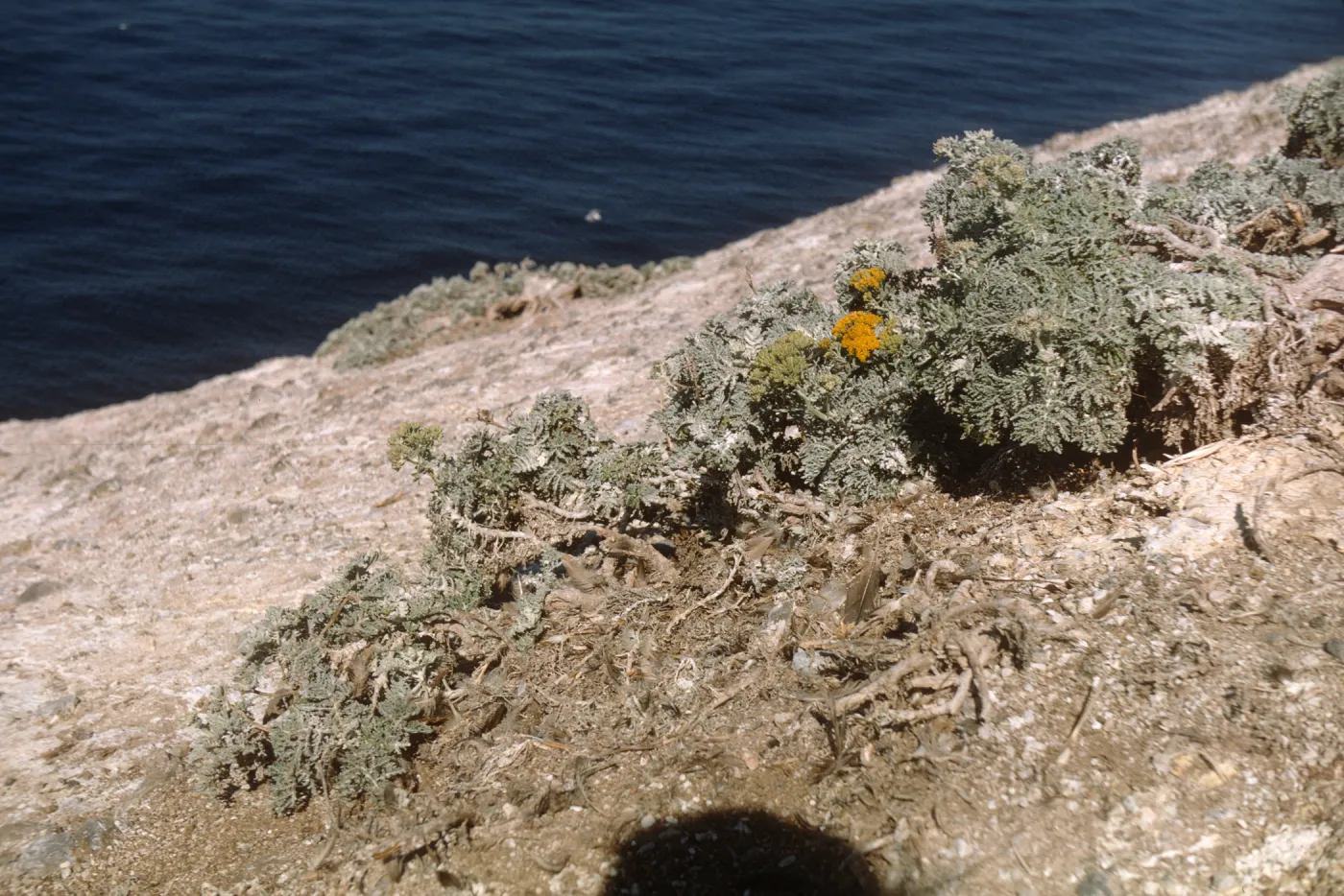 Santa Barbara Island, Eriophyllum nevinii