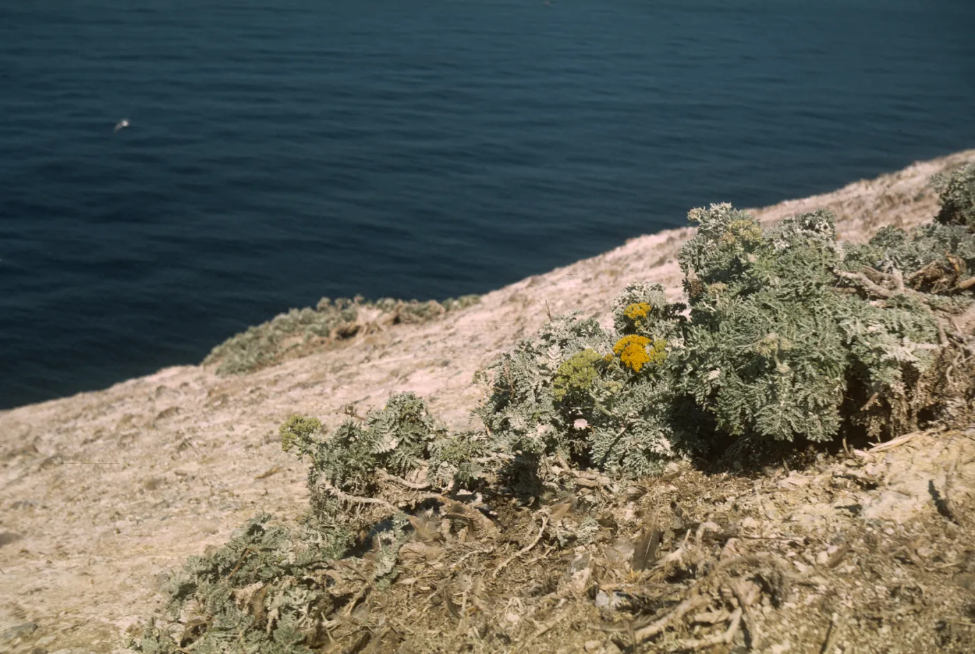 Santa Barbara Island, Eriophyllum nevinii