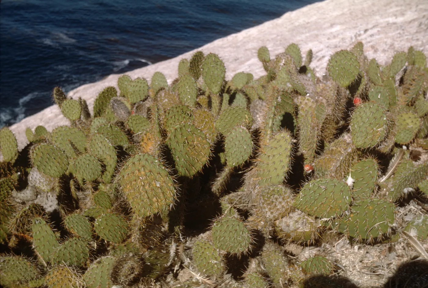 Santa Barbara Island, Opuntia 0703