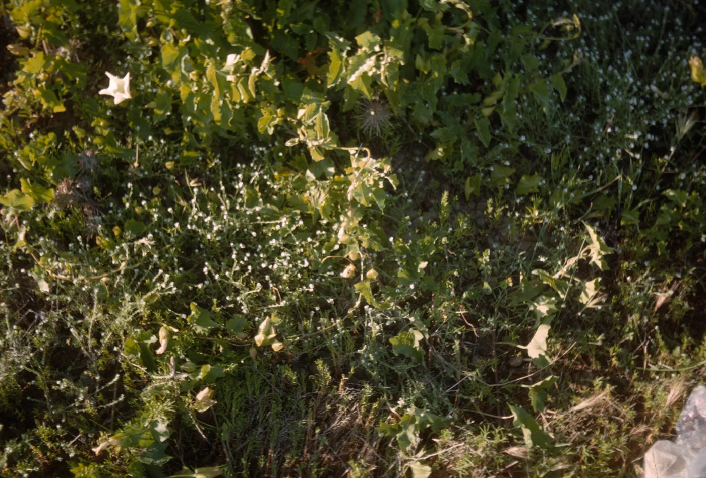 Calystegia and Cryptantha, Santa Barbara Island