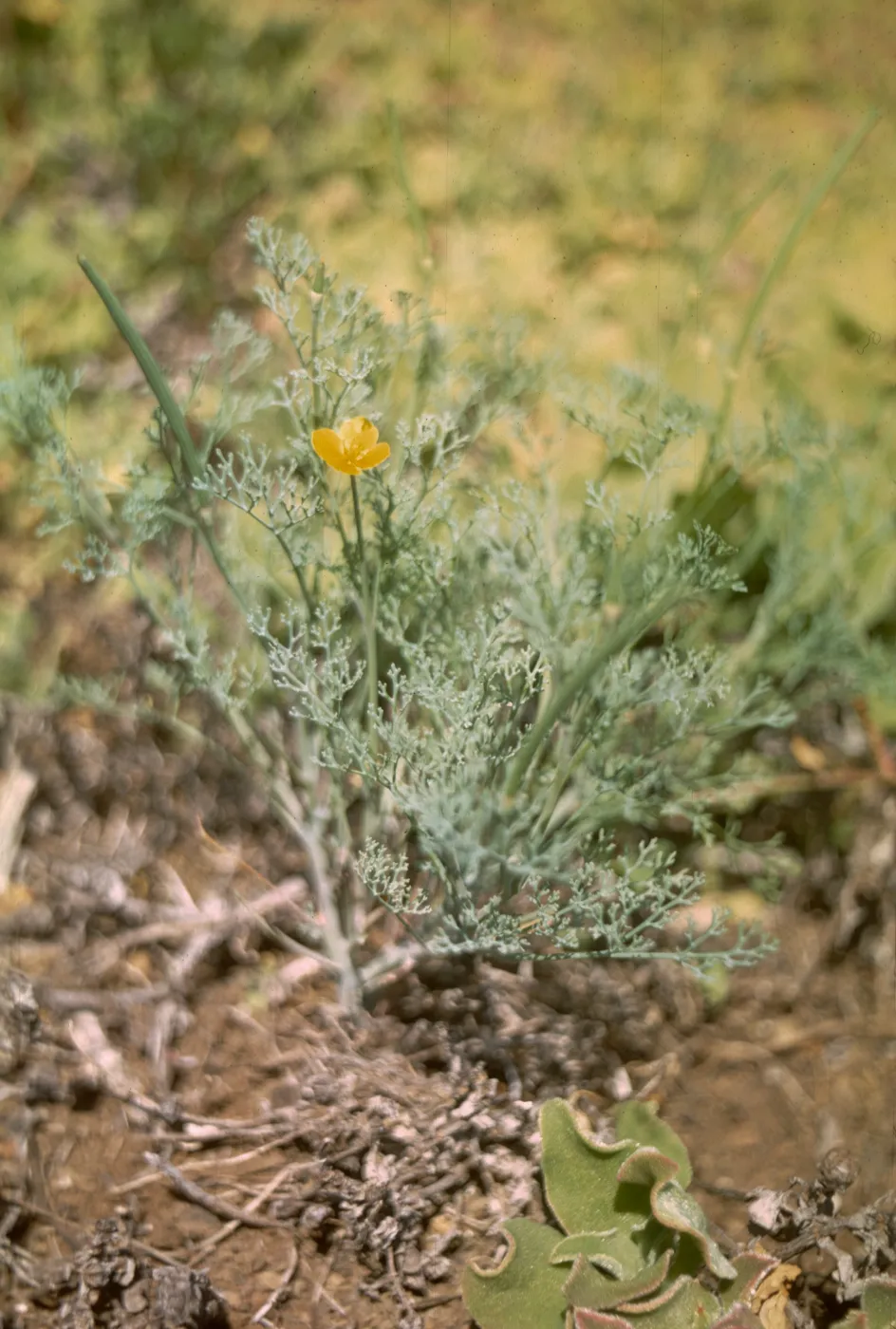 Eschscholzia ramosa, Santa Barbara Island
