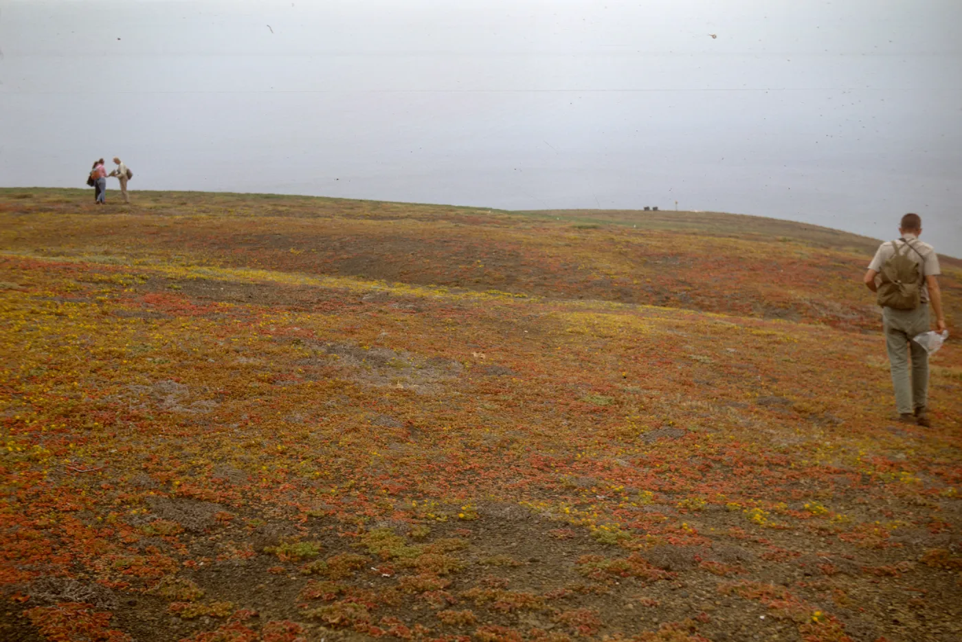 head of Cliff Canyon, Santa Barbara Island