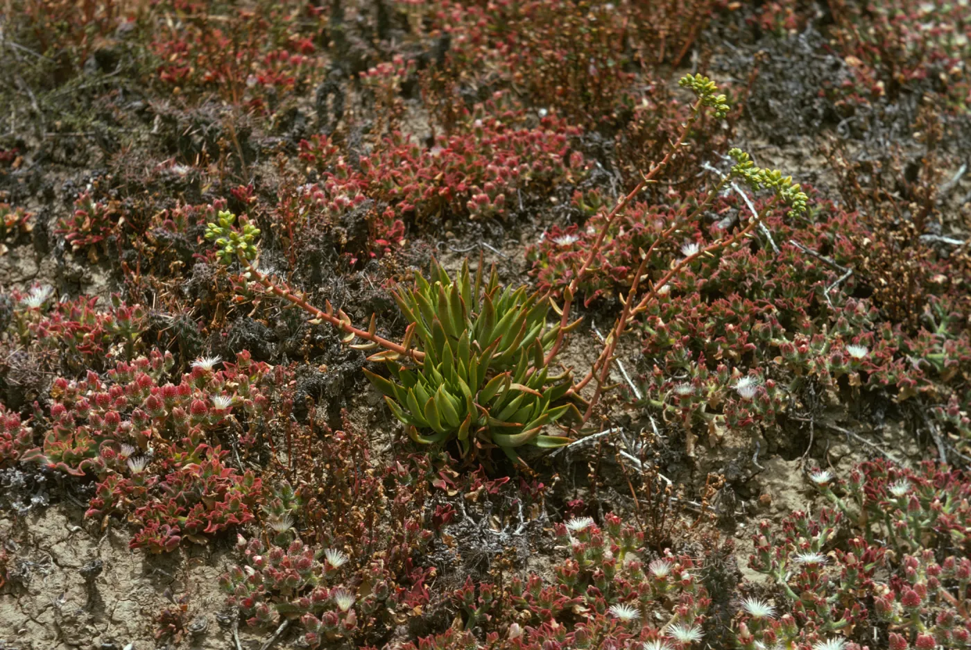 Dudleya traskiae, Santa Barbara Island