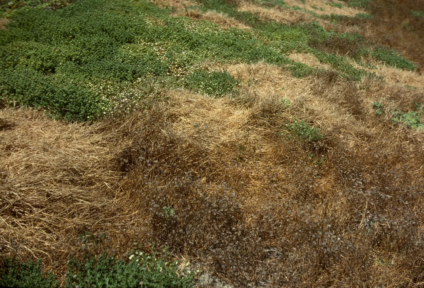  Parapholis, Santa Barbara Island
