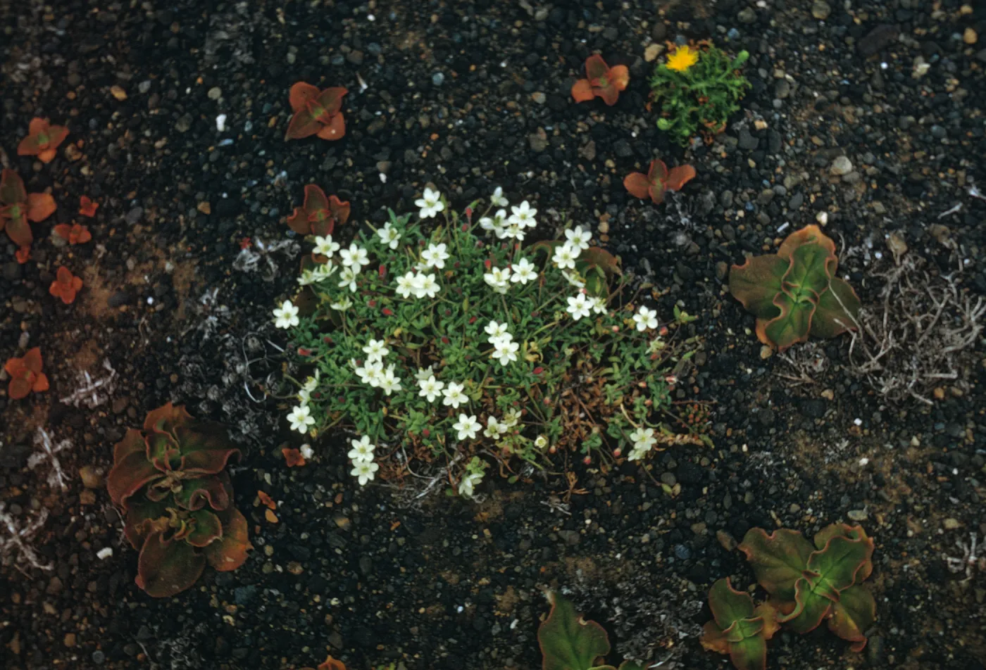 Platystemon, Santa Barbara Island