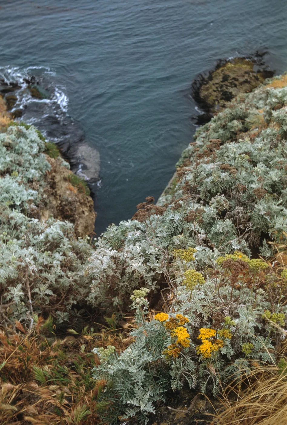 Eriophyllum nevinii, Santa Barbara Island