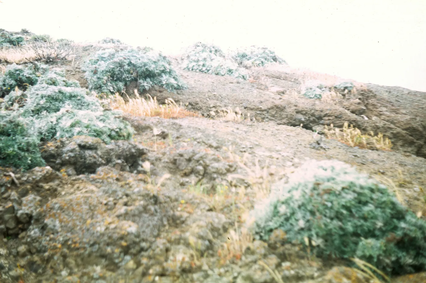 Santa Barbara Island