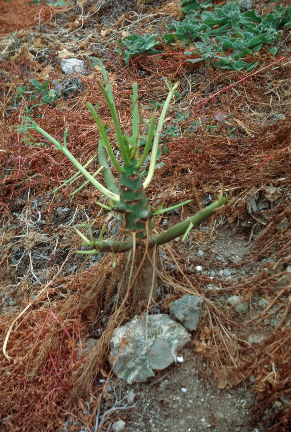 rabbit damage, Santa Barbara Island