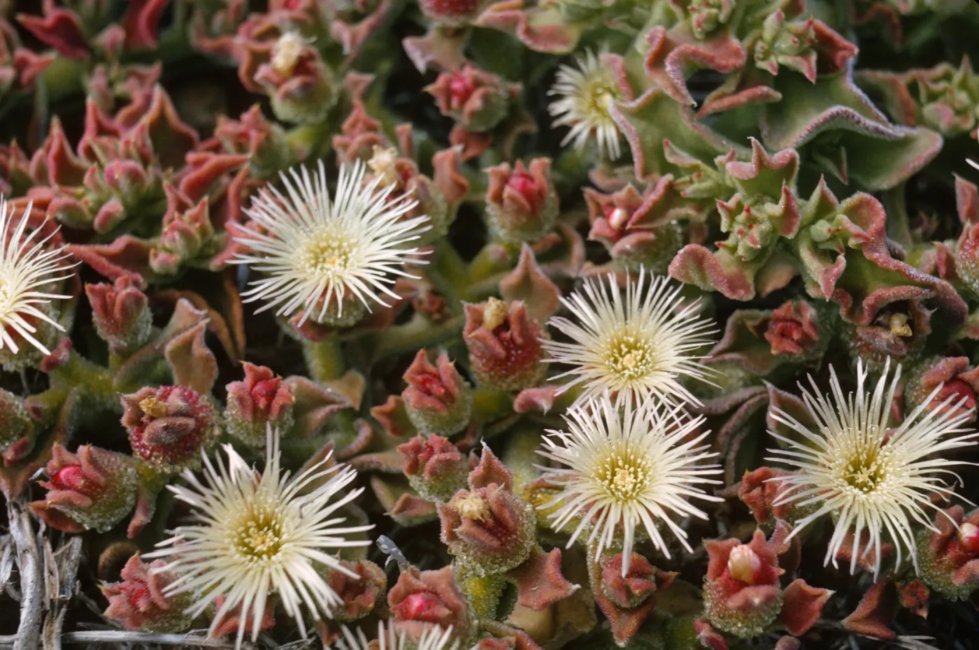Mesembryanthemum crystallinum flowers, Santa Barbara Island