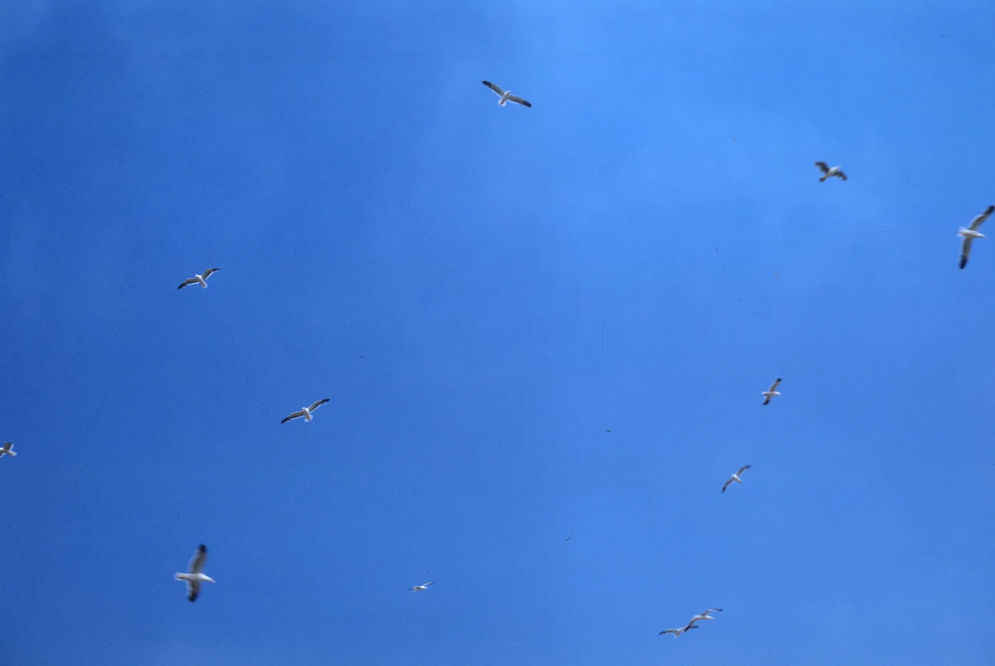 seagulls, Santa Barbara Island