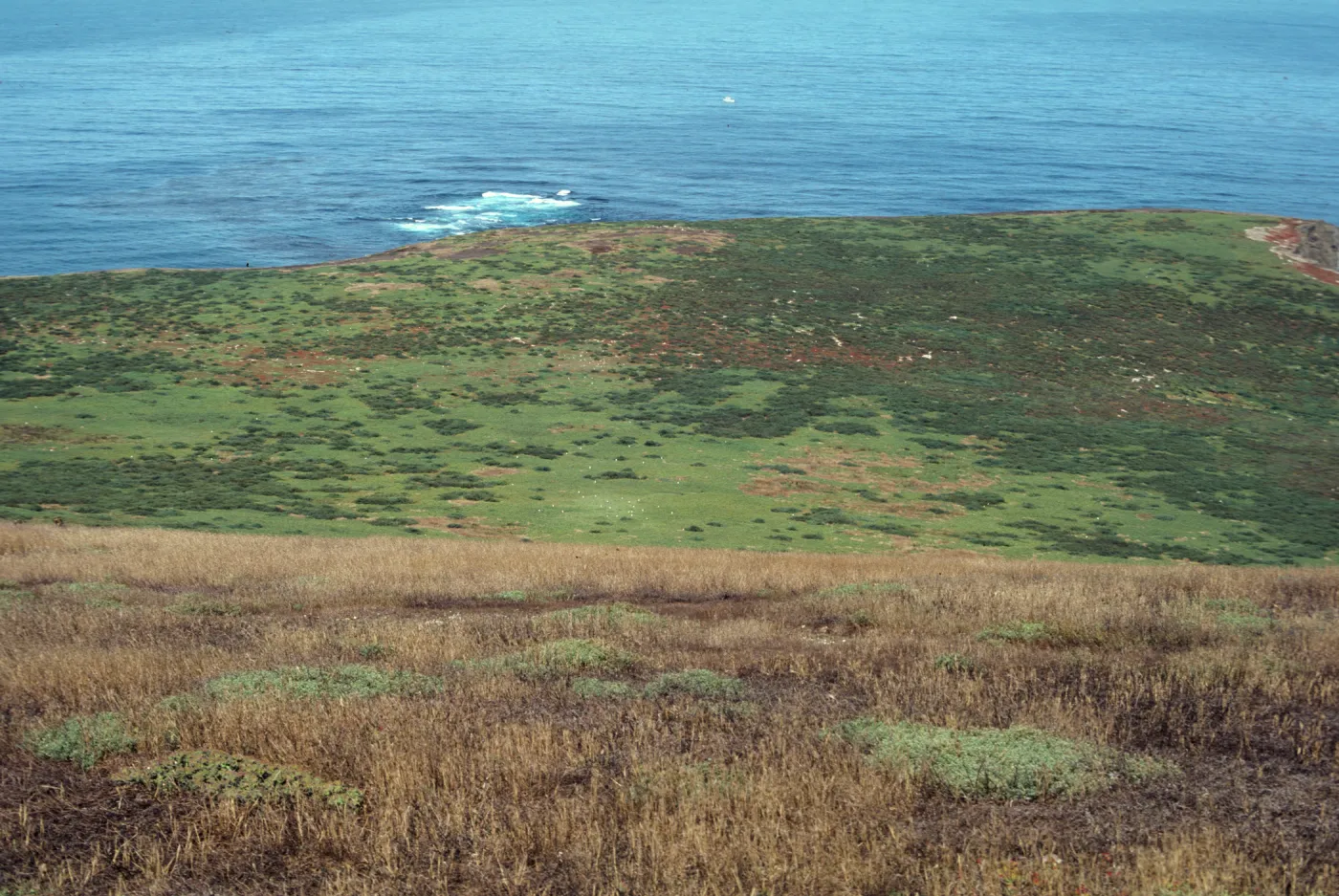 Santa Barbara Island West Terrace