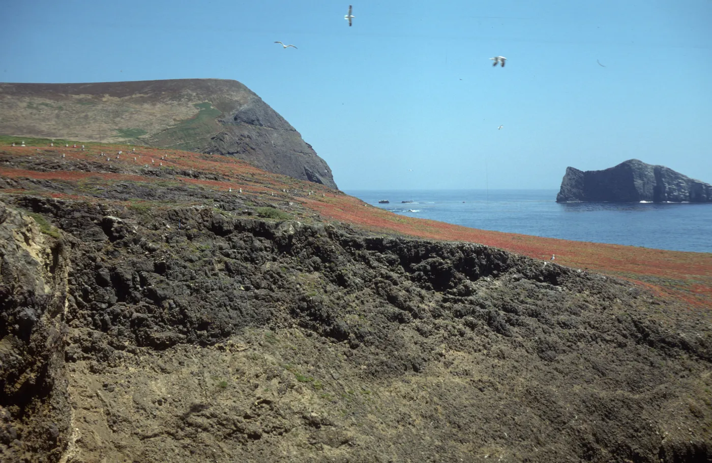 Dudleya traskiae location, west Signal Peak, Santa Barbara Island