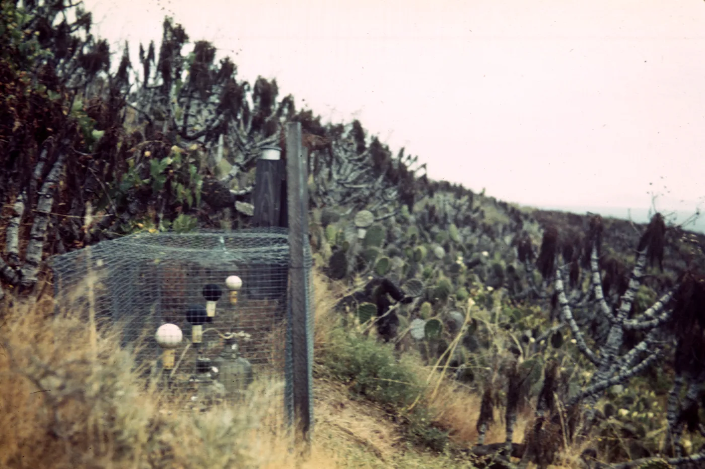 Santa Barbara Island, Station B1