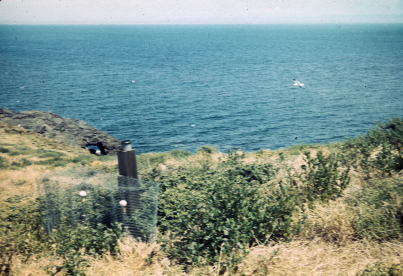 Santa Barbara Island, Station C3