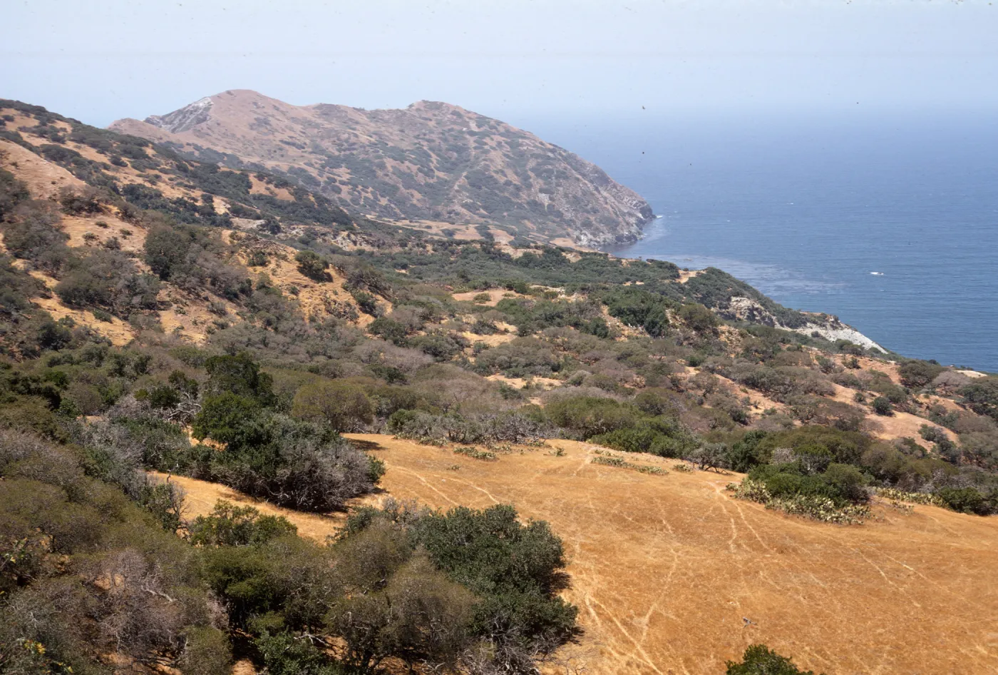 Santa Catalina Island, North side woodland