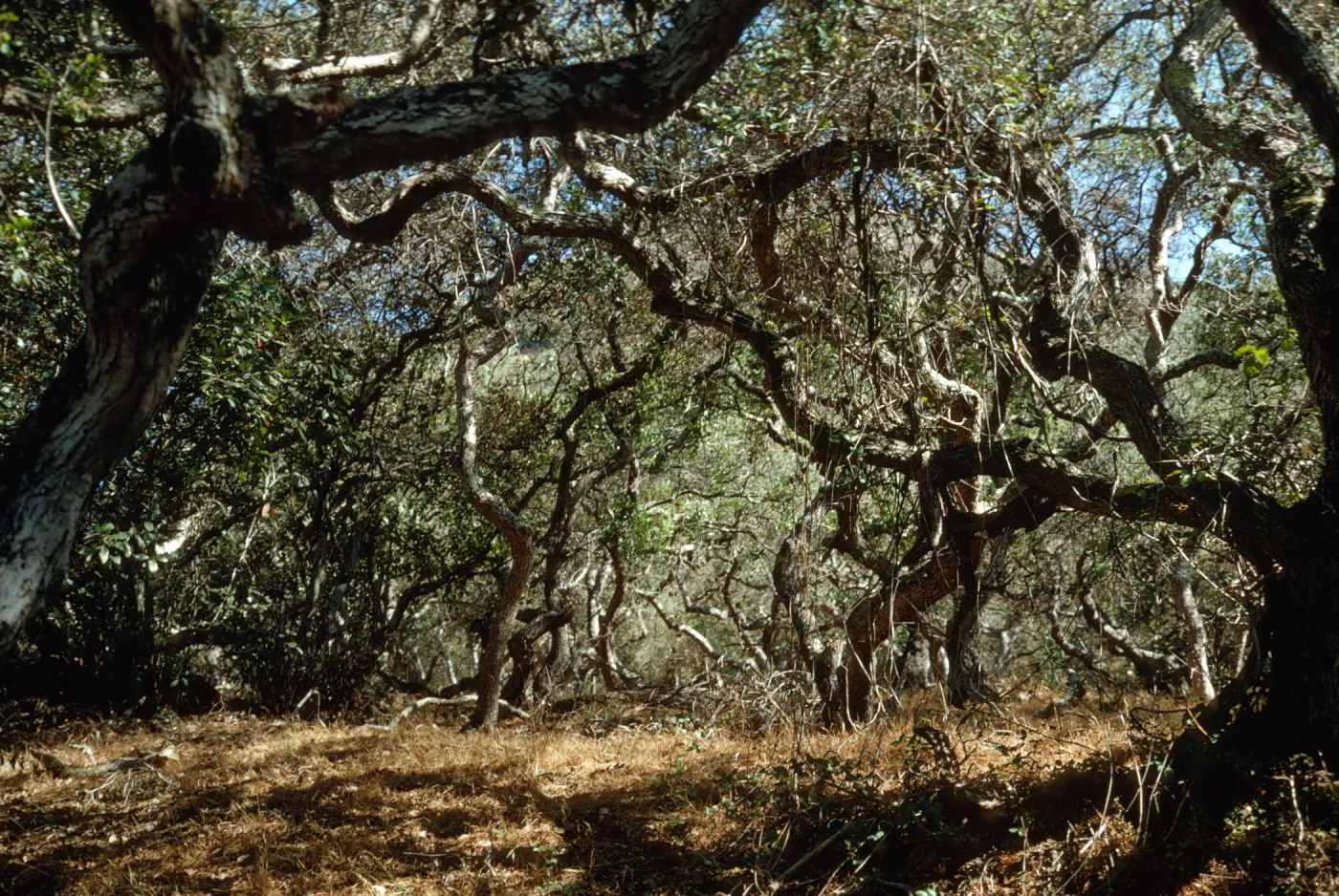 Santa Catalina Island