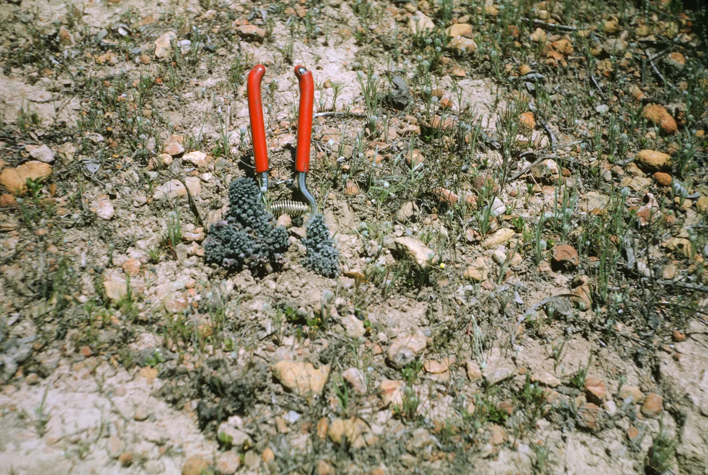 Orobanche bulbosa, Santa Catalina Island
