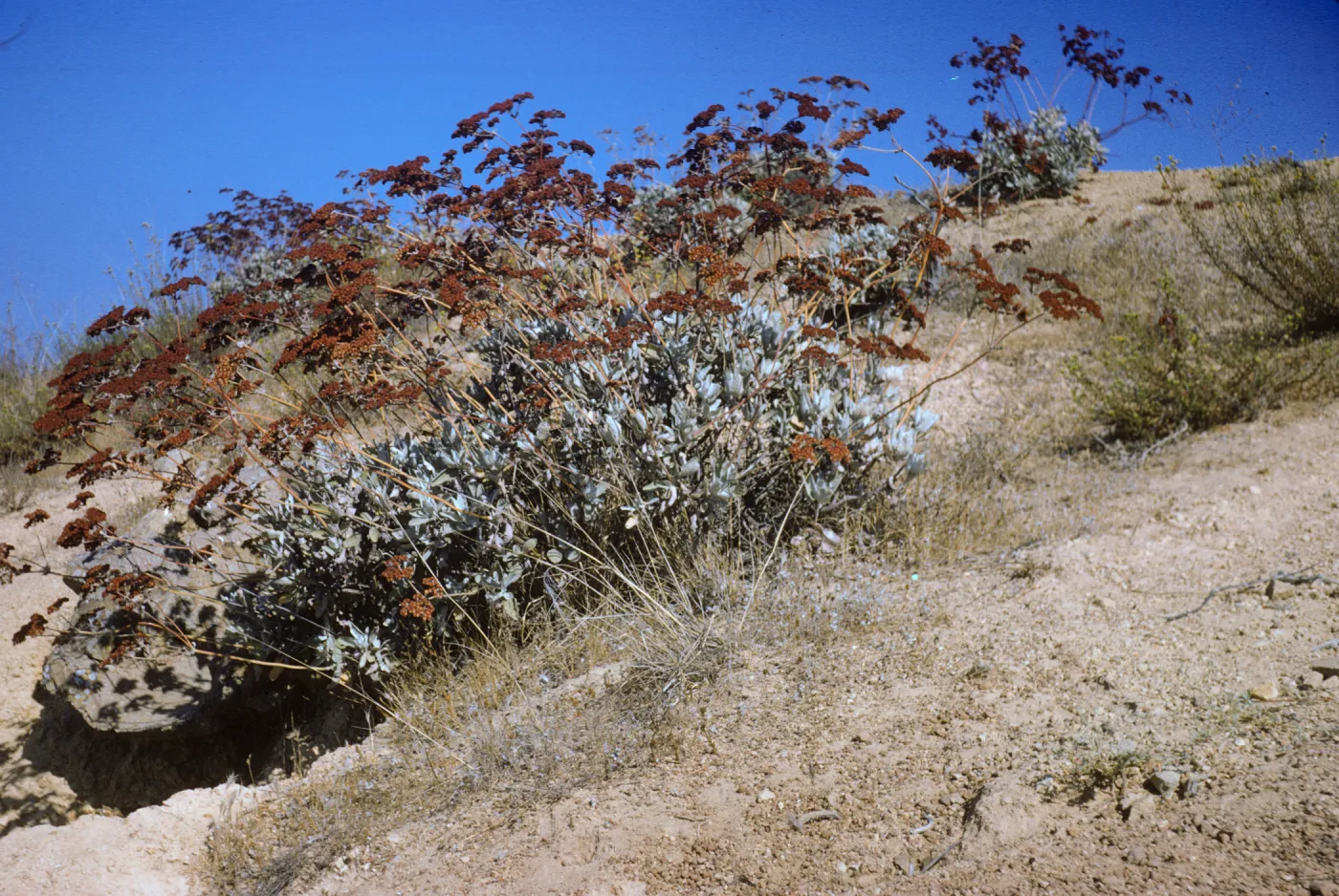 Eriogonum giganteum, Santa Catalina Island