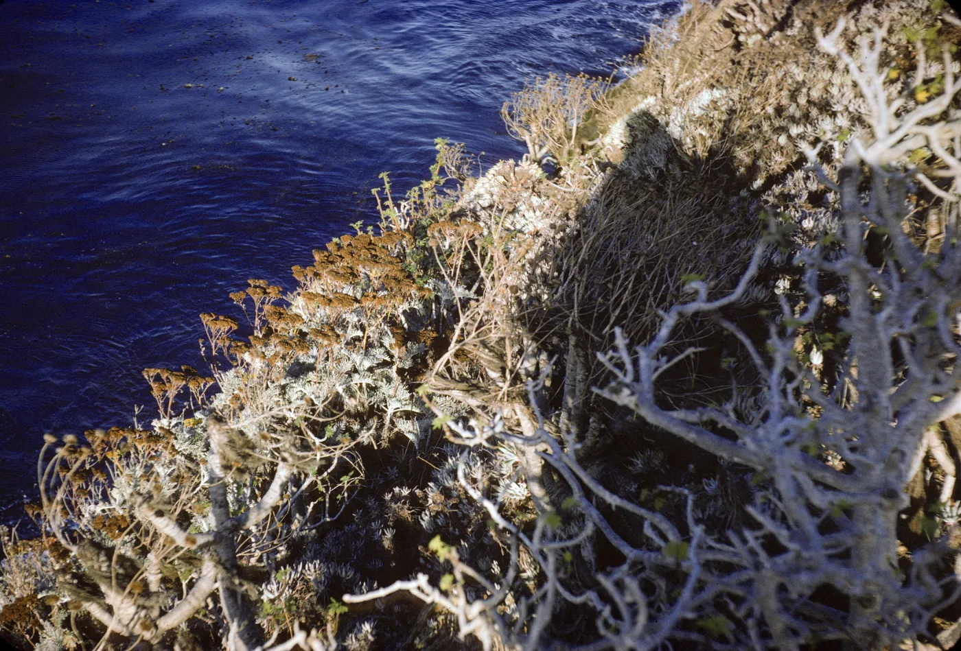 Eriophyllum nevinii, Santa Catalina Island