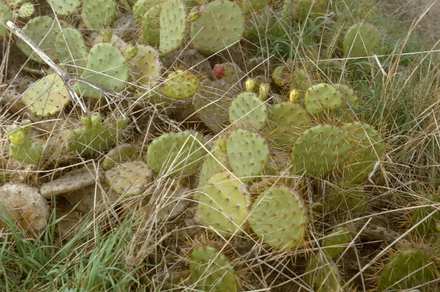 Opuntia (Prickly-pear), Santa Catalina Island