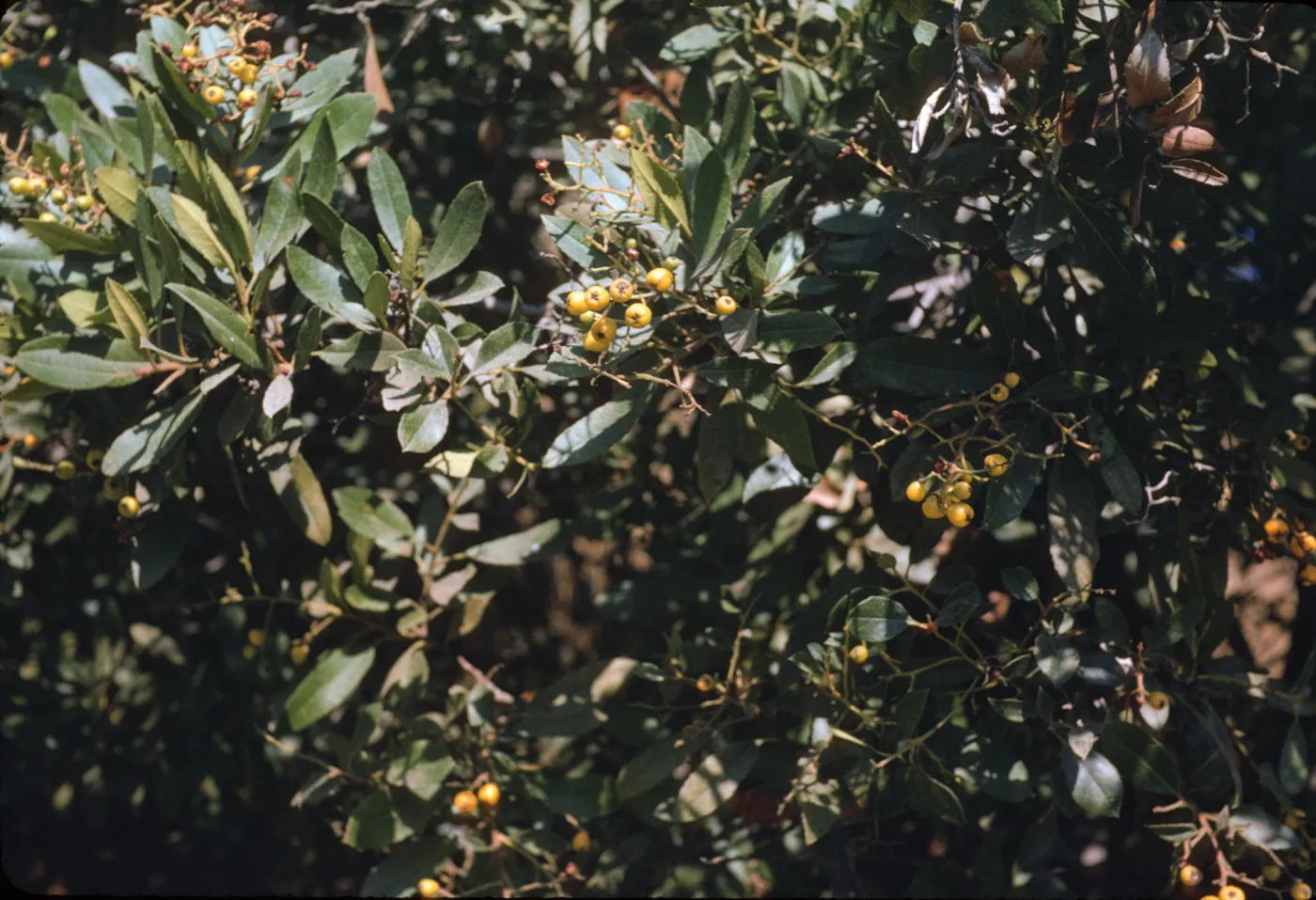 Santa Catalina Island, Heteromeles arbutofolia