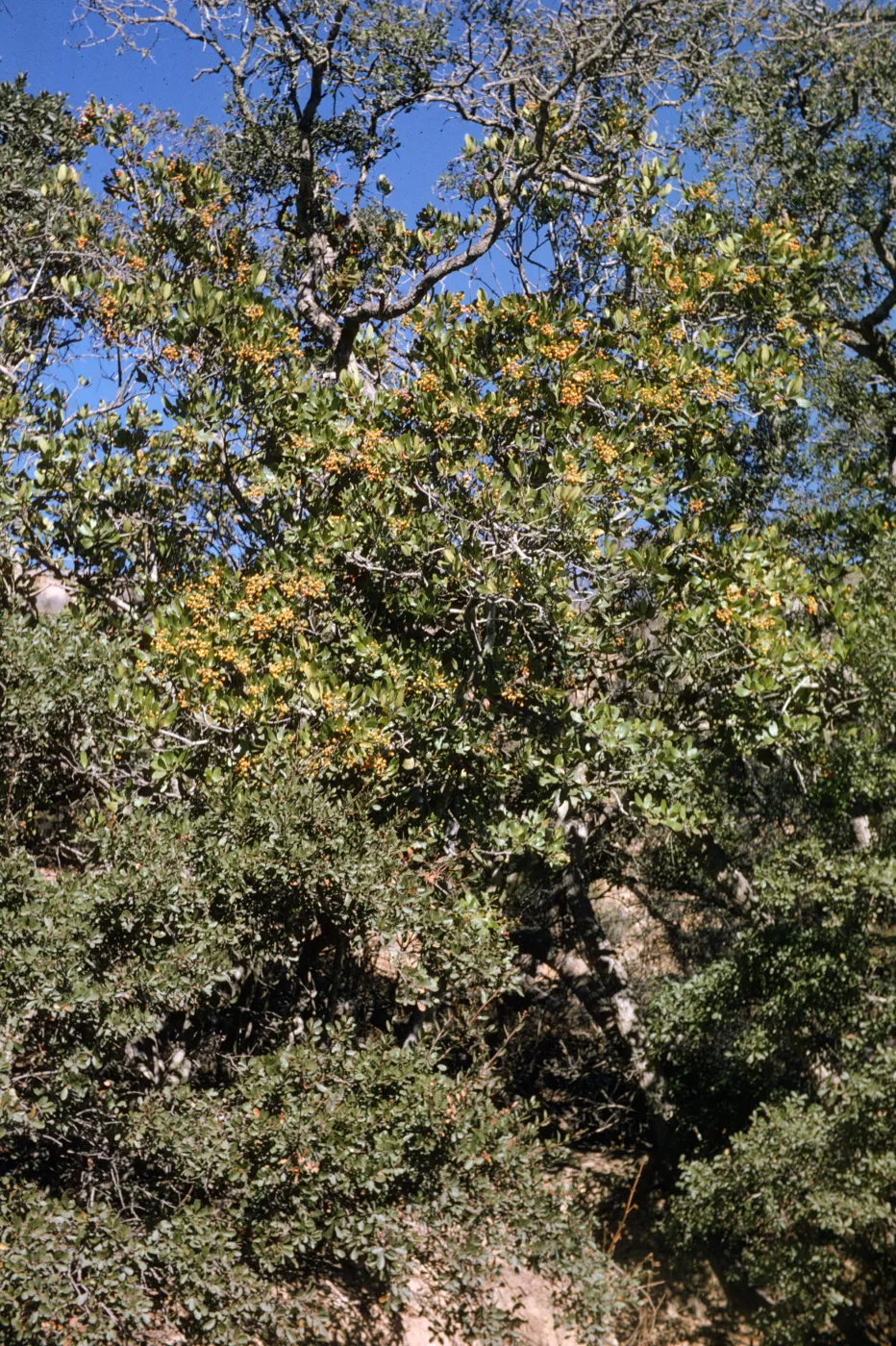 Heteromeles arbutifolia, Santa Catalina Island