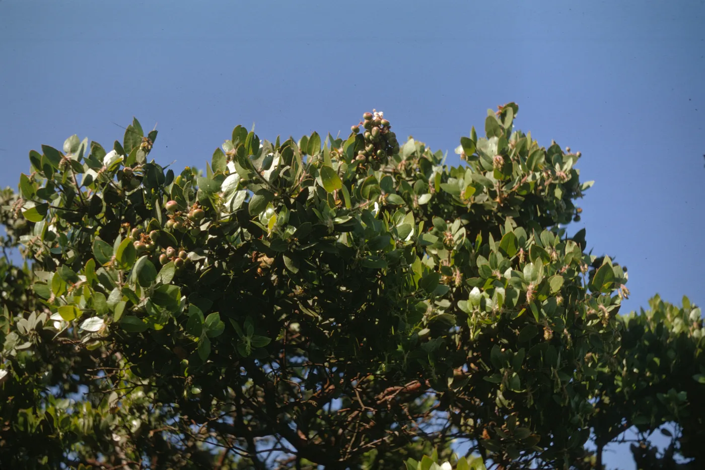 Arctostaphylos catalinae (Santa Catalina Island manzanita), Santa Catalina Island