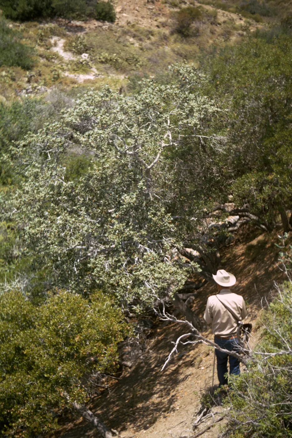 Santa Catalina Island, Wild Boar Gully
