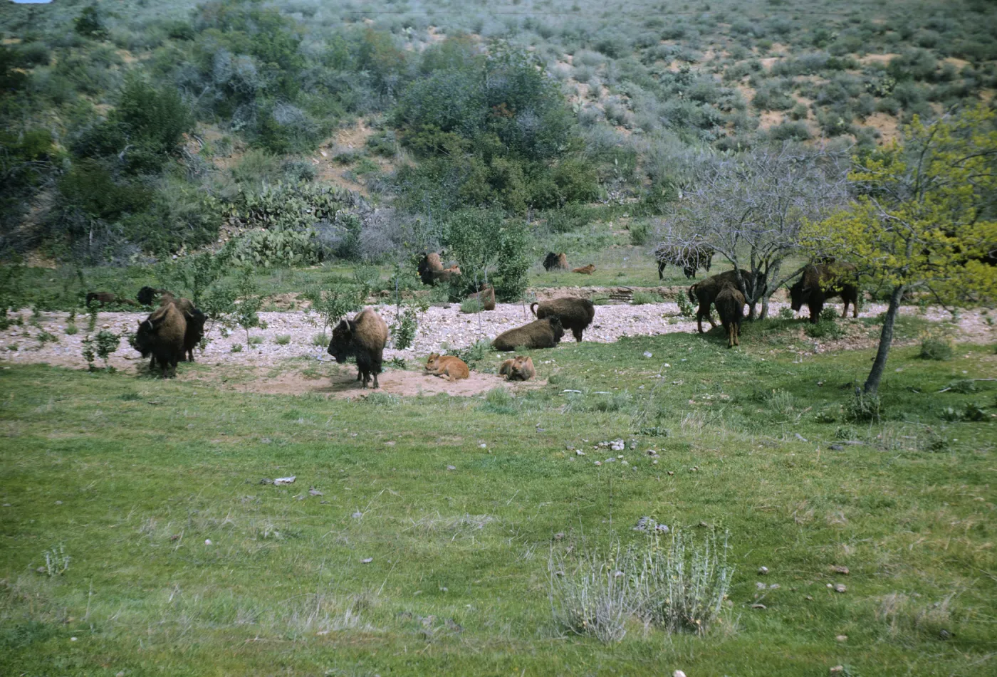 Buffalo on Santa Catalina Island