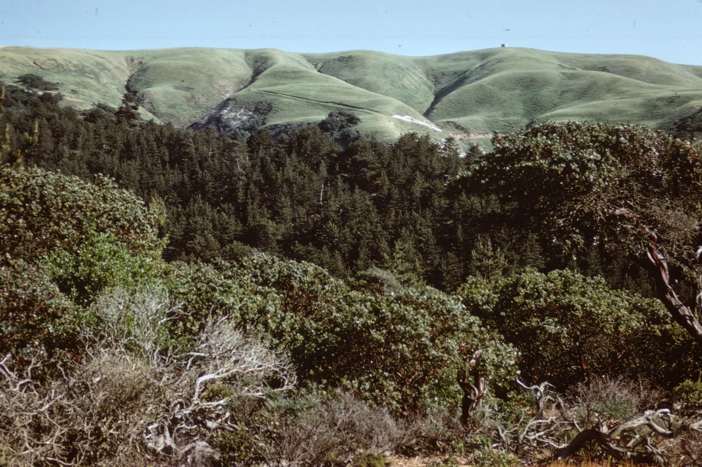 Eastern Pines on Santa Cruz Island