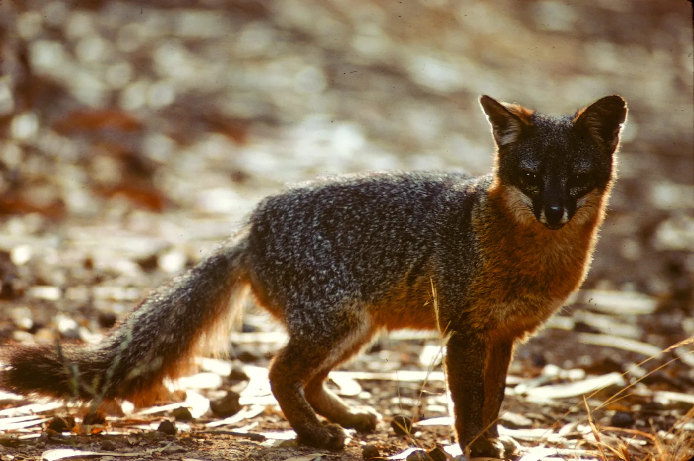 Channel Island Fox, Urocyon littoralis on Santa Cruz Island