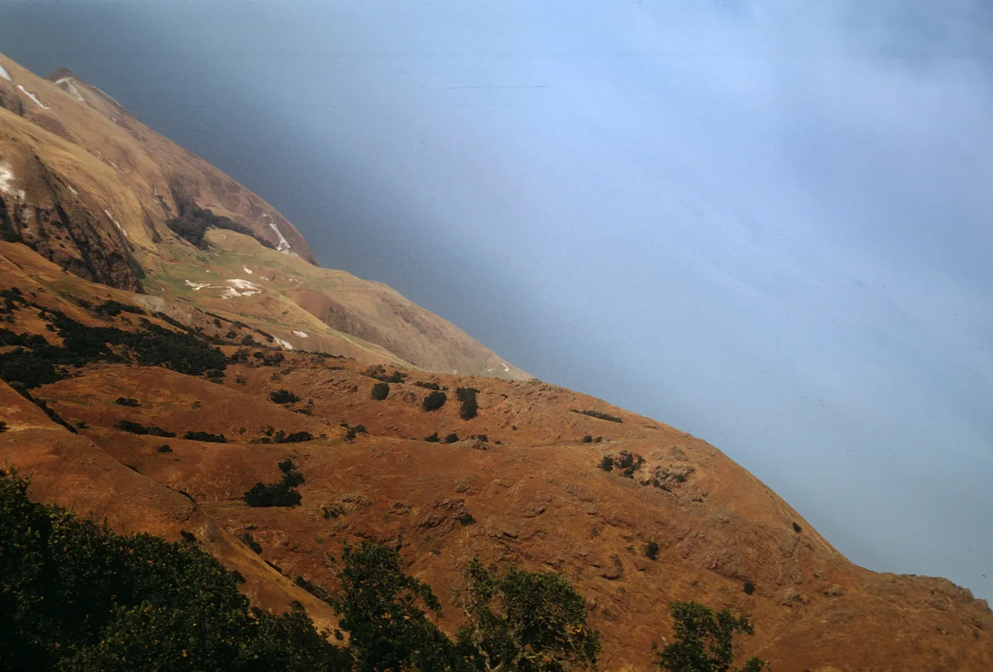 Scorpion Canyon Eucalyptus Grove