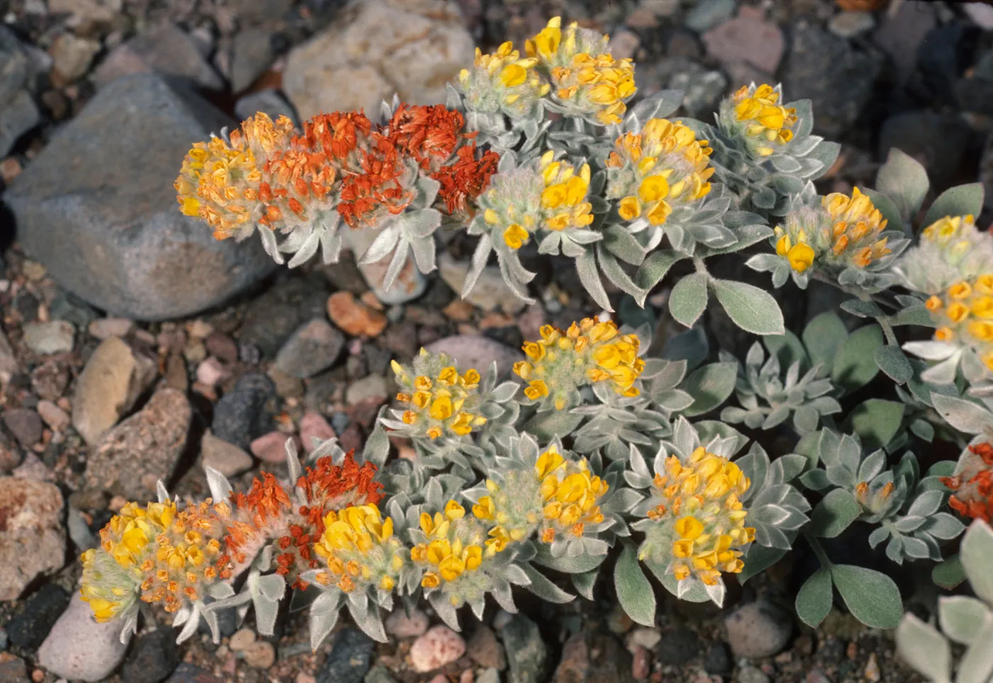 Lotus argophyllus var. niveus in Central Valley at Field Station on Santa Cruz Island