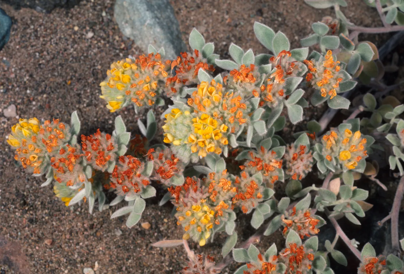 Lotus argophyllus var. niveus in Central Valley near Field Station on Santa Cruz Island