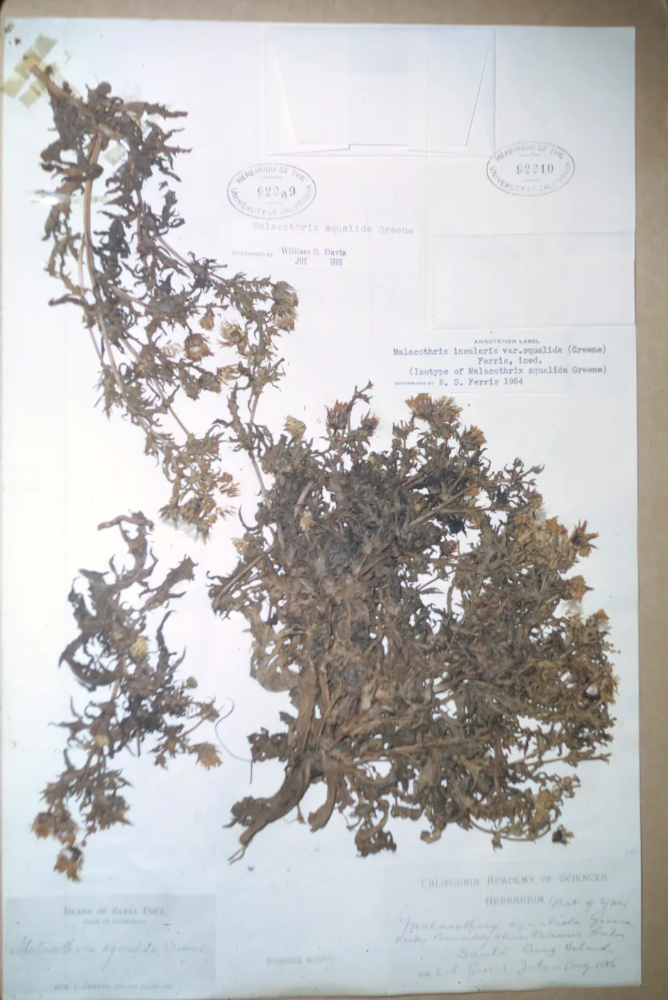 Herbarium Specimen of Malacothrix squalida from Santa Cruz Island