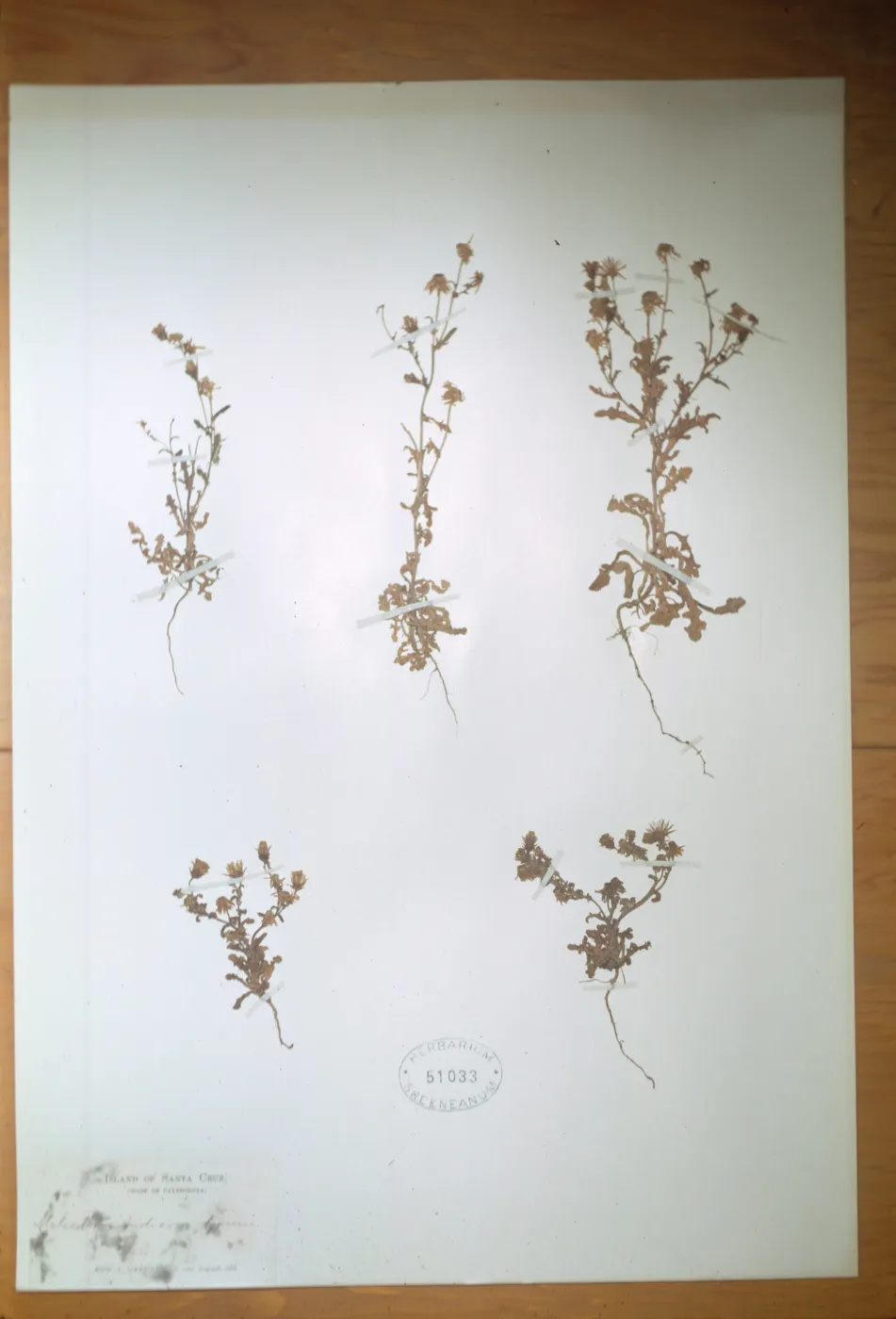 Herbarium Specimen of Malacothrix indecora from Santa Cruz Island
