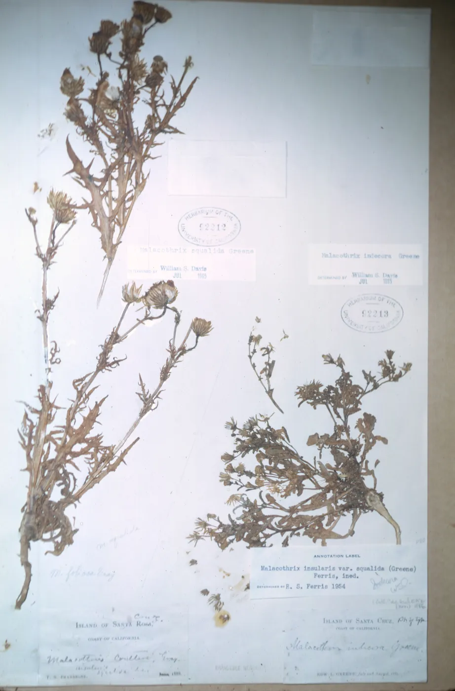 Herbarium Specimen of Various Malacothrix Species from Santa Cruz Island