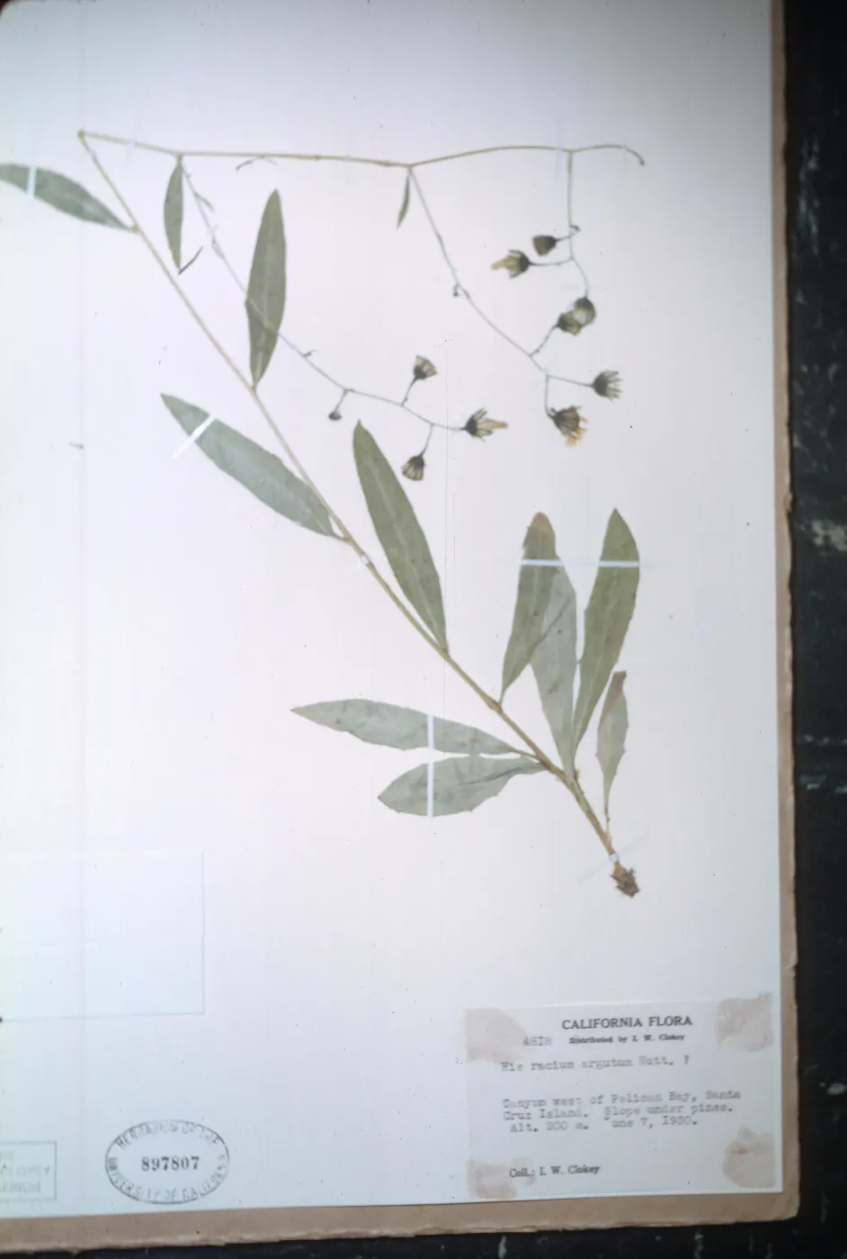 Herbarium Specimen of Hieracium argutum from Santa Cruz Island
