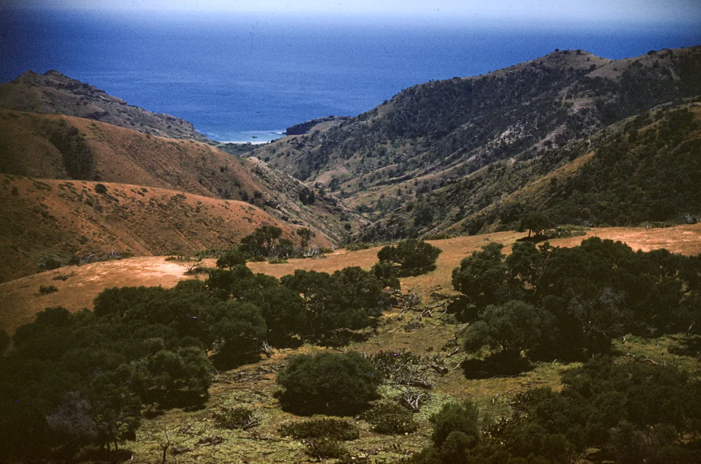 Santa Cruz Island, Coches Prietos Canyon