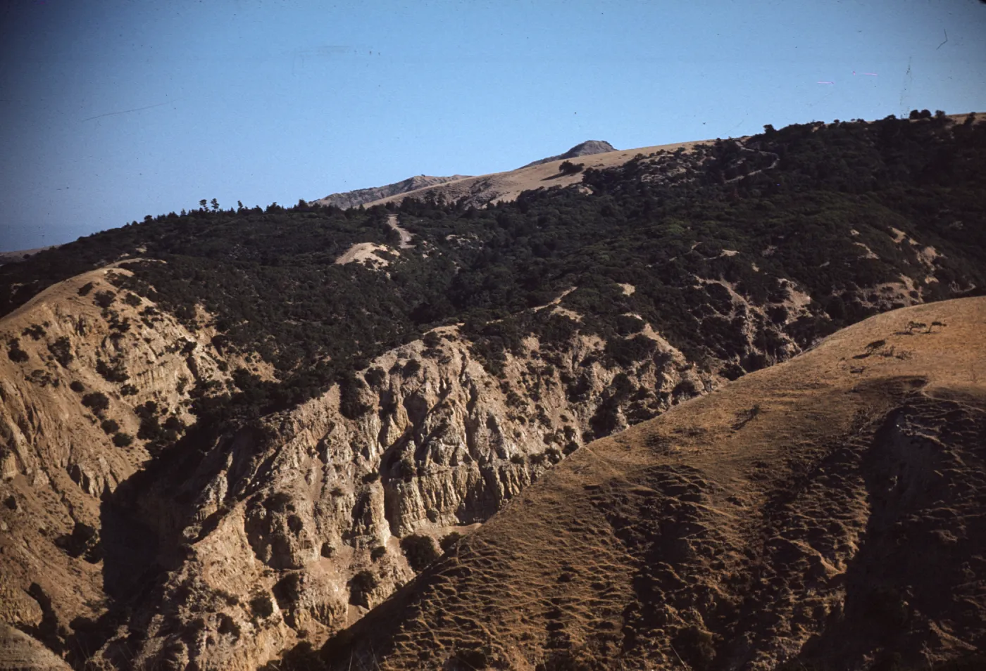 pine grove above China Harbor, Santa Cruz Island
