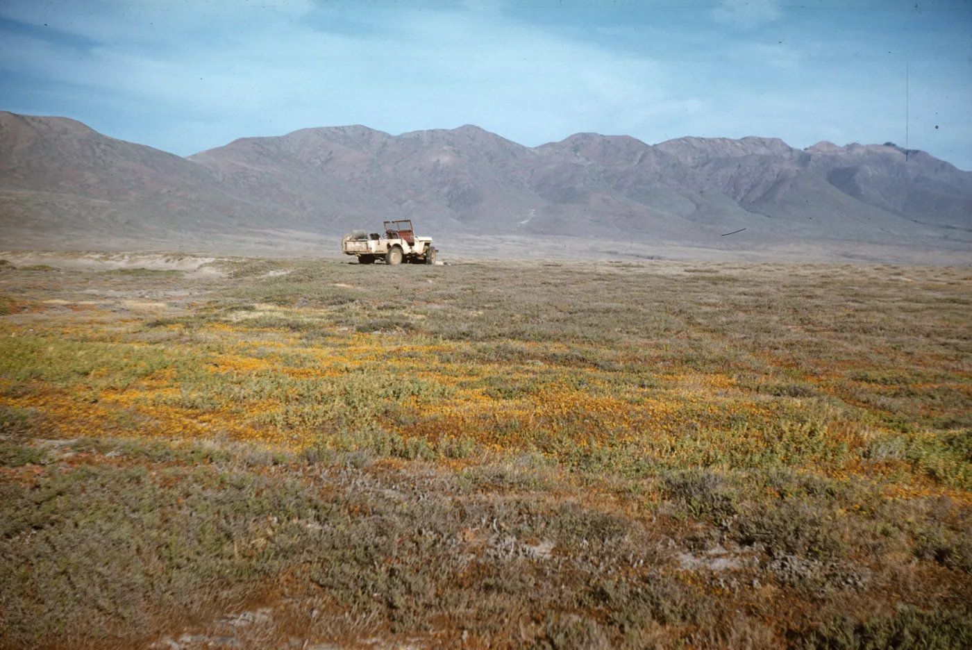 Jeep in field of Lasthenia, Fraser Point, Santa Cruz Island