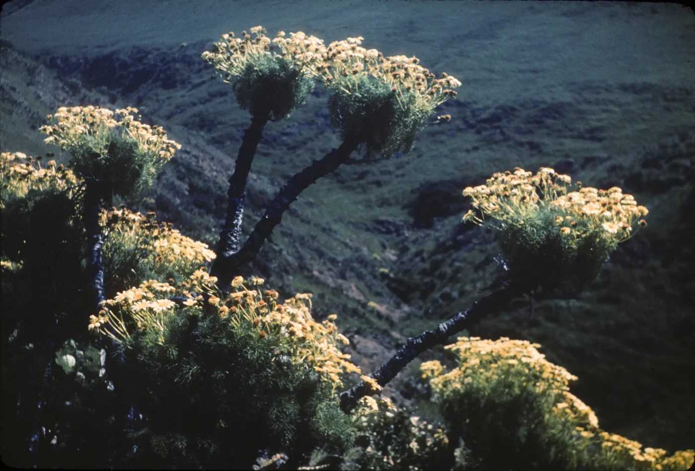 Santa Cruz Island, Coreopsis gigantea