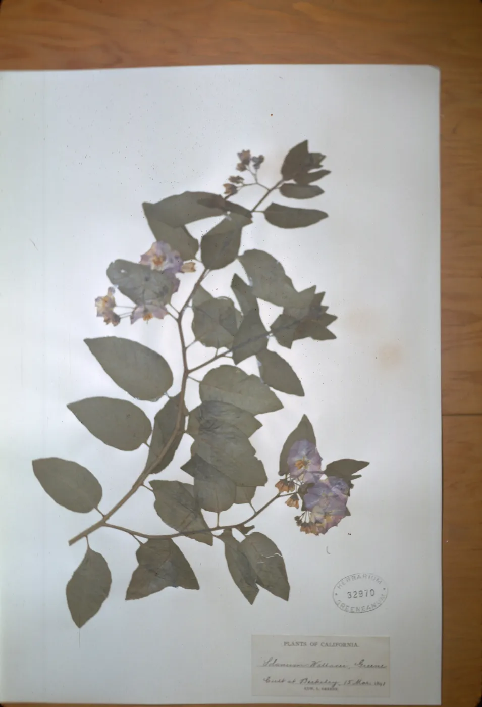 herbarium specimen of Solanum wallacei from Santa Cruz Island