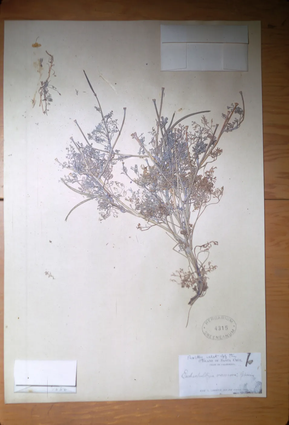 herbarium specimen of Eschscholzia ramosa from Santa Cruz Island